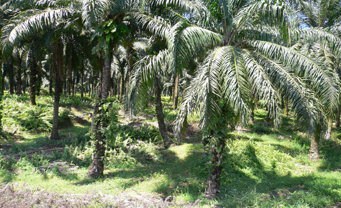 Oil palms